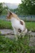 Cat and green background