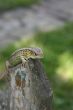 Green lizard on the fence