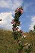 Meadow flower