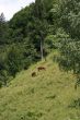 Rural landscape