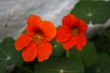 Two red flowers