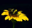 bumblebee in a yellow flower