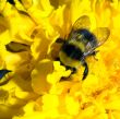 bumblebee in a yellow flower