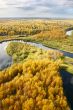 Autumn forest