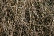 Hay texture