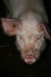 Porky
