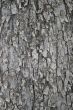 Wood texture