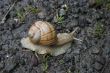 snail on the road