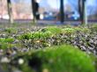 greenery