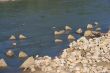 River stones