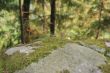 Forest on the stone