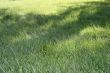 Green Grass texture