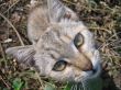Grey head of cat