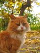 calm cat on the sunlight