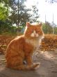 calm cat on the sunlight
