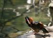 Drake Mandarin Duck