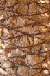 palm tree bark
