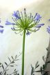 Agapanthus