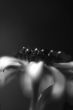 Floral abstract