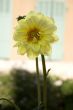 Large backlit daisy