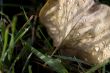 Morning dew