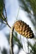 Pine cone