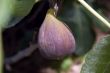 Purple fig