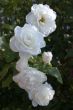 Summer roses