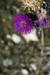 Thistle with bee