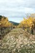Vineyard in autumn