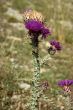 Wild thistle