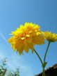 Beautiful yellow flowers