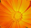 Calendula