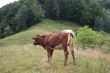 Rural life