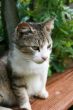 Cat and green background
