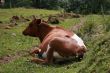 Rural life