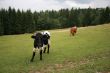 Rural life