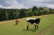 Rural life