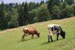 Rural life