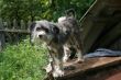 Grey cute dog