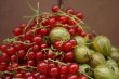 gooseberries and currants