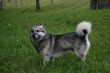 Grey dog and grass