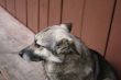 Grey dog