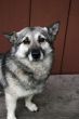 Grey dog