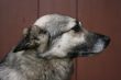 Grey dog portrait
