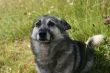 Grey dog and grass
