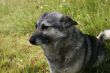 Grey dog and grass