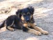 Black puppy