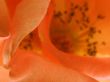 close up of an orange rose