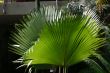 Ferns, brightly lit